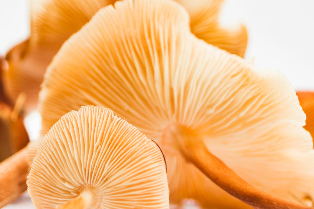 Fresh mushrooms — reishi and immune support (Unsplash)