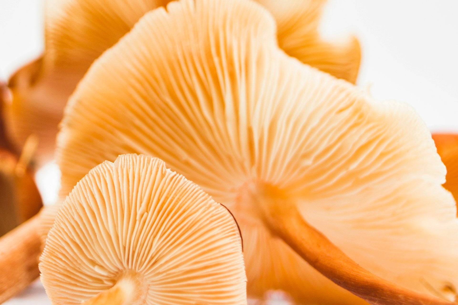 Fresh mushrooms — immune-support foods (Unsplash)