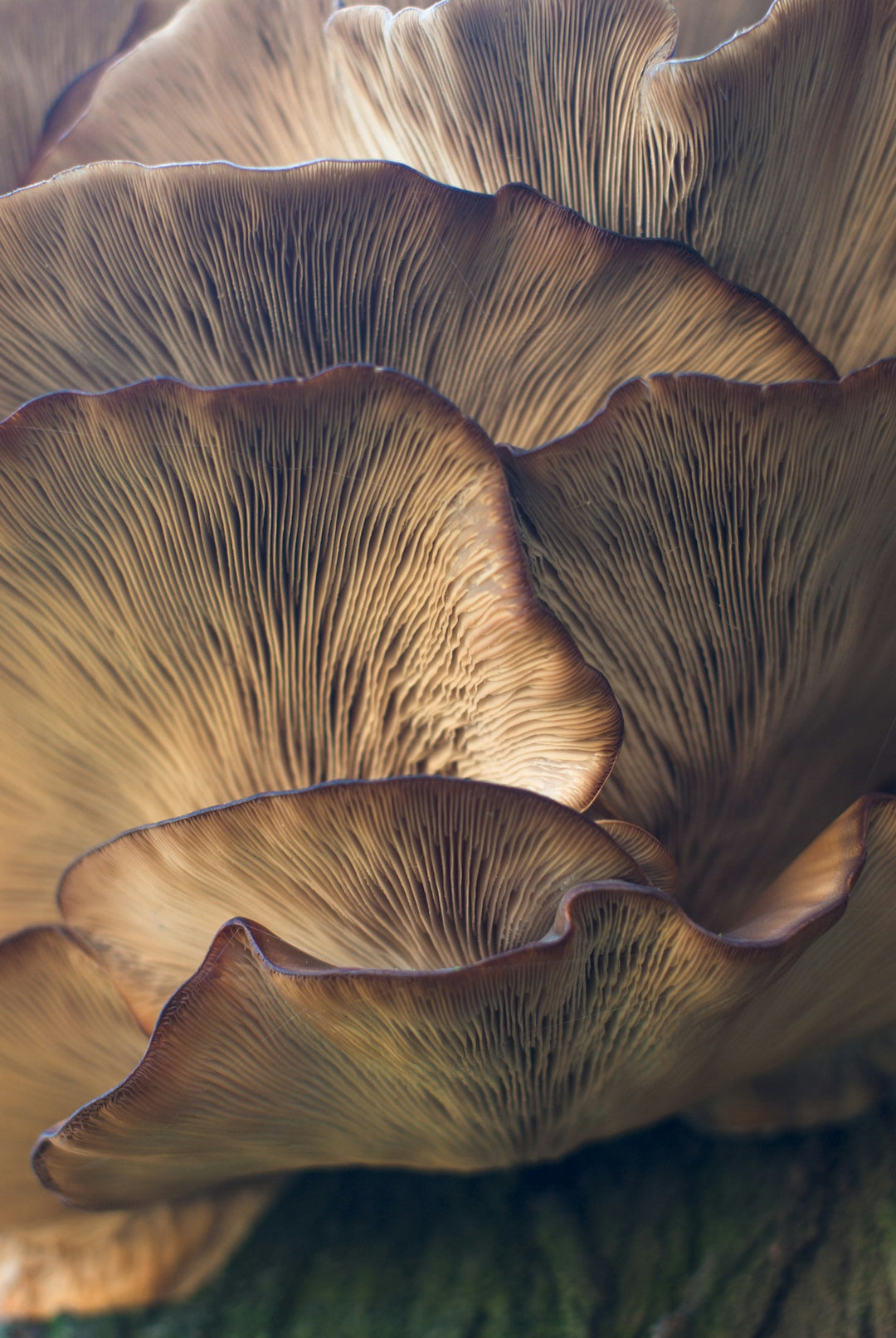 Mushrooms in selective focus — Lion's Mane and fungi (Unsplash)