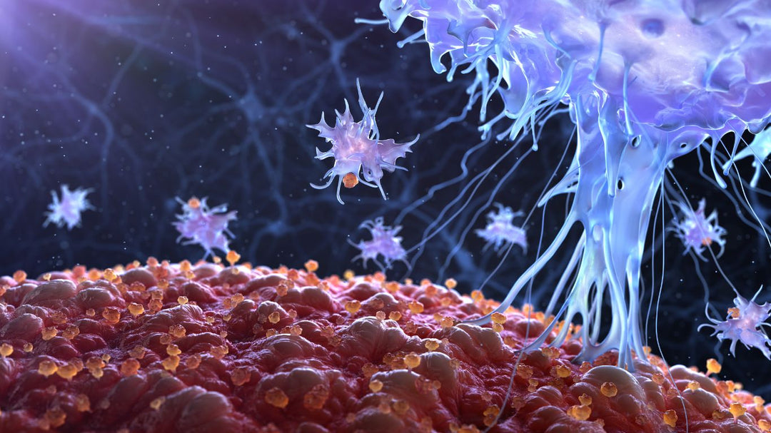 Immune System Support | Easy Day Supplements