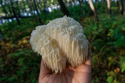 Lions Mane mushrooms